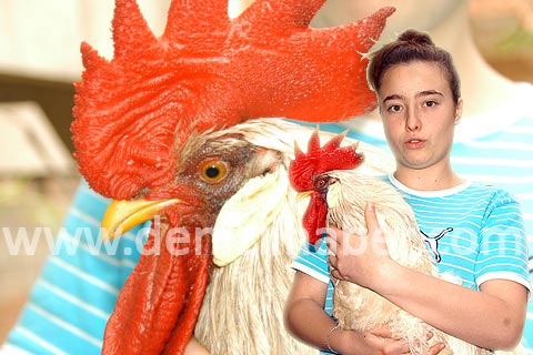 Belediye çalışanı horoz dövdü