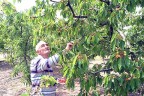 Fırtına kiraz ve erik ağaçlarını vurdu