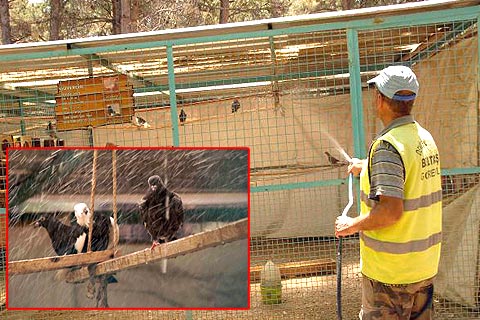 Aşırı sıcaklar hayvanları da bunalttı