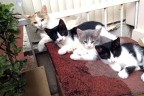 3 kedi yavrusu için sürpriz ödül