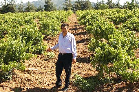 Şaraplık üzüm üreticisi dertli
