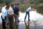 40 bin sazan yavrusu göletlere bırakıldı