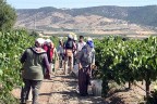 Buldan’da Sultani Üzüm hasadı başladı