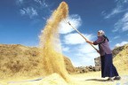 Denizli çiftçisinin yüzü güldü