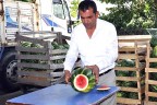 “Karpuz fiyatları artacak”