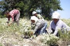 Üretimin yüzde 90’ı Denizli’den