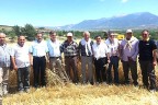 “Saman balyası altından değerli “