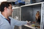 Avcıların vurduğu şahin tedavi ediliyor