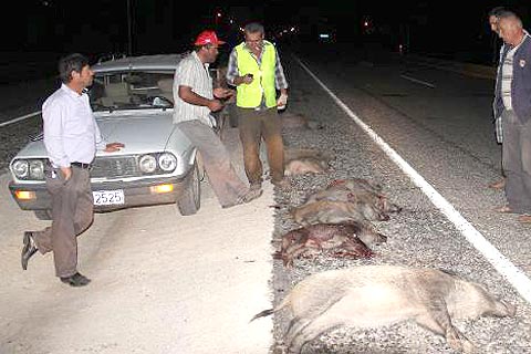 Otomobille domuz sürüsüne daldı