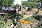 İnek kurtarma operasyonu