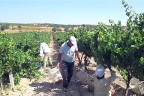 Başkan ile işçileri bağbozumunda