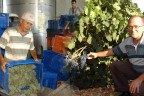 Şaraplık üzüm alımları yüzde 20 düştü