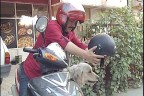 Motosiklet tutkunu köpek kask takıyor