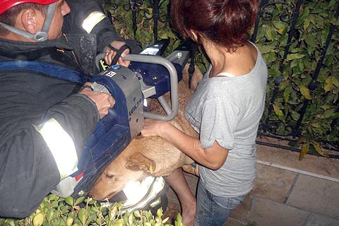 Kedi kovalarken korkuluğa sıkıştı