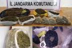 7 kilo esrar 634 kök kenevir ele geçirdi
