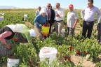 Kızılcabölük’te hasat bayramı