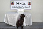 Dedektör köpeği Vaşak 7.5 kilo esrar buldu
