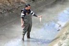 Sulama kanalında balık ölümleri korkutuyor