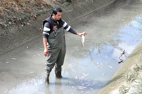 Sulama kanalında balık ölümleri korkutuyor