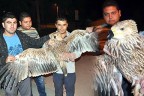 Yaralı kartal tedaviye alındı