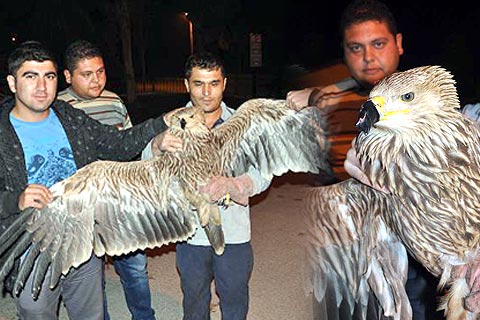 Yaralı kartal tedaviye alındı