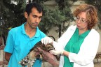 Yaralı şahin tedavi edildi
