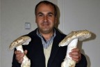 Bu mantar tam 1,5 kilo