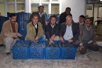 Zeytin üreticileri destek bekliyor