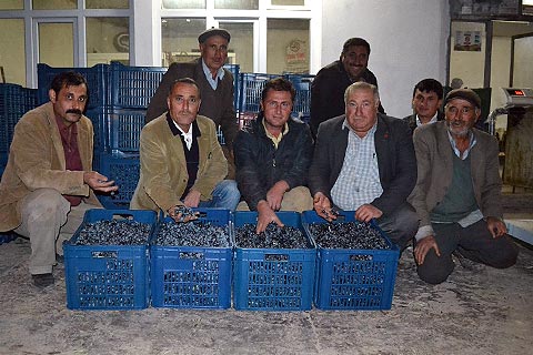 Zeytin üreticileri destek bekliyor