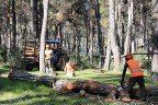 Kesmekten başka çare yok!