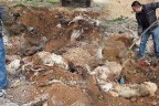 Çivril’de köpek katliamı