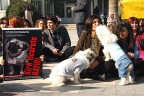 Hayvan dostları Çınar’da toplandı