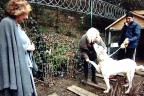 Süperstar’ın köpeği Denizli’den