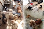 Köpek bağlasan durmaz ama…