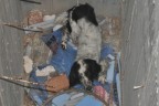 İtfaiyecilerin köpek kurtarma operasyonu