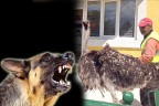 Devekuşunu köpek ısırdı