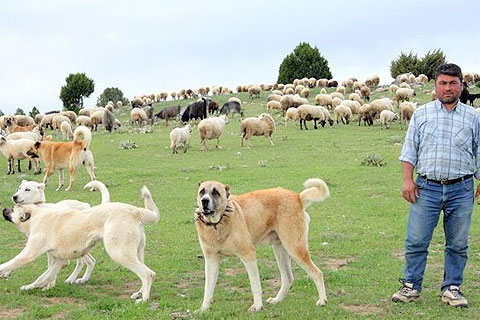Otlaklar yetmiyor