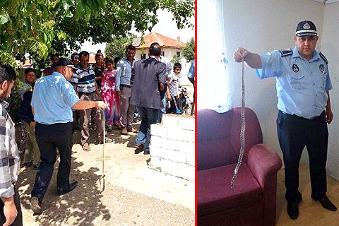 Zabıtadan yılan operasyonu