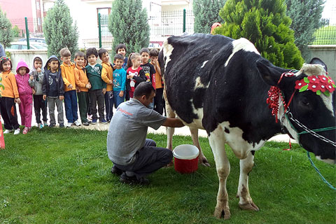 İnekle uygulamalı eğitim