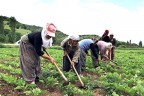 Çiftçiler Yarışacak