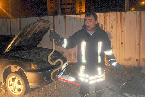 Otoparkta yılan var