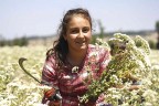 DENİZLİ’DE KEKİK HASADI BAŞLADI