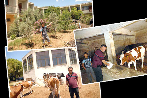 Lüks otel ineklere barınak oldu