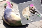 Sokak köpeğine boyalı işkence