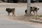 Sokak köpekleri sahipsiz kaldı