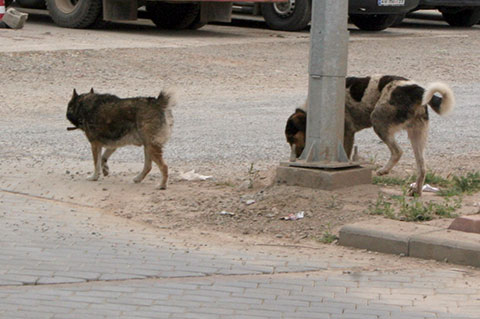 Sokak köpekleri sahipsiz kaldı