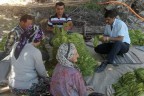 Tütünün bir dizisi başkandan