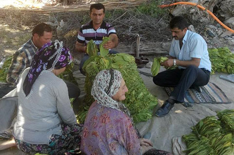 Tütünün bir dizisi başkandan