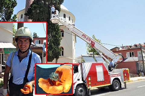 Yavru serçe böyle kurtarıldı