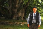 Koca çınar yaşayacak